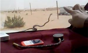 بالفيديو... محاولات مضنية لإخراج ثعبان دخل سيارة «مقناص عتبان» وسط الصحراء