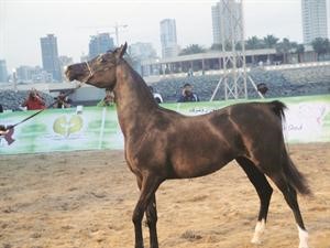 احد الخيول العربية في مشاركة سابقة﻿