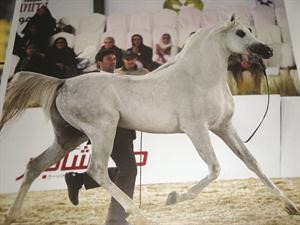 بطولة جمال الخيل تشهد مشاركة اجمل الخيول﻿