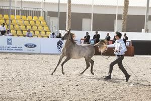 انطلاقة قوية لاحد الخيول﻿