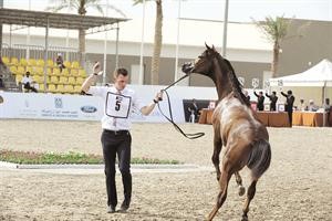 استعراض مميز لاحد الخيول﻿