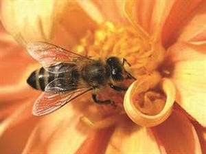 طبيب ماليزي يؤكد فاعلية لسع النحل في علاج الأمراض المزمنة