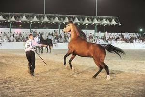 احد الجياد المشاركة