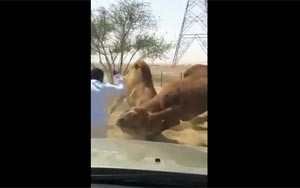 بالفيديو ... هوشة عنيفة بين جملين على طريق الملك فهد في الكويت