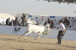  ومهارة فائقة لاحد الخيول
