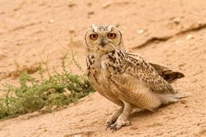 طائر البومة النسارية﻿