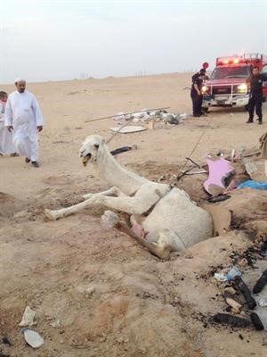رجال اطفاء الجهراء يحاولون انقاذ الناقة﻿