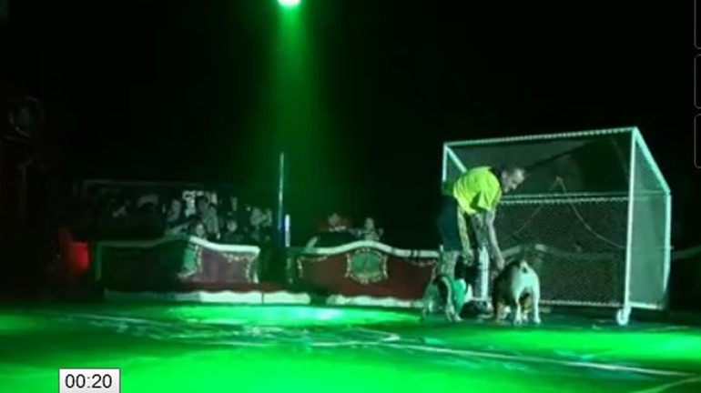 فيديو.. شاهد براعة الكلاب بلعب الكرة في كلاسيكو إسباني