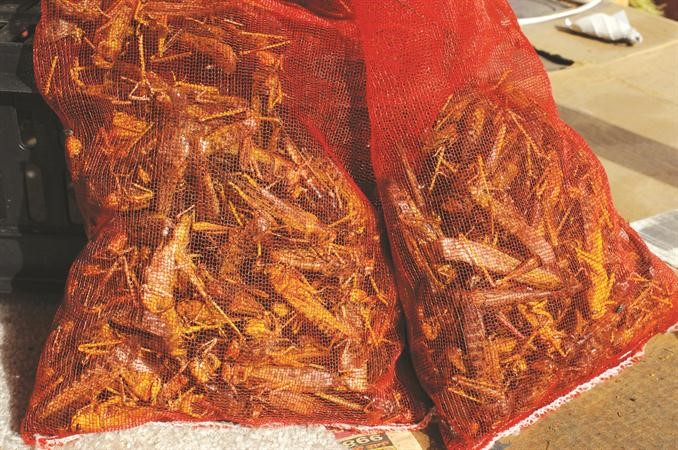 اقبال كبير على شراء الجراد في سوق الري
