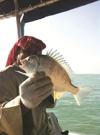 هذا الشعم الفرش﻿