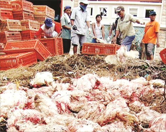 إنفلونزا الطيور تفتك بخمسة آلاف طائر في فيتنام