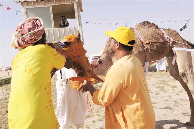 دهن الهجن بالزعفران