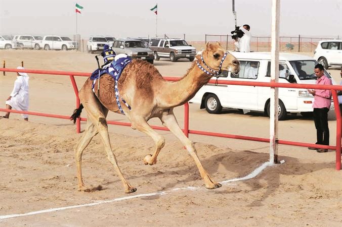 احد ذلول تصل خط النهاية
