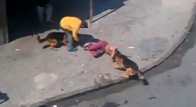 بالفيديو.. مقطع صادم لكلبين  يهاجمان شخصاً وينهشانه  في وضح النهار وسط صراخ الناس في المغرب  