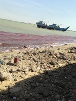 اللون الاحمر غطى مياه شاطئ الدوحة﻿