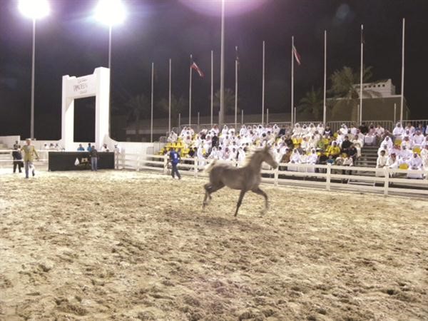 عرض جديد لمزاد الخيول في بيت العرب 