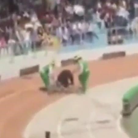 بالفيديو.. «سيرك» مأساوي لدبٍّ يفلت من عقاله ويفترس قرداً