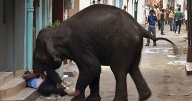 بالفيديو.. فيلة هائجة تقتل حارسها فى تايلاند بعد نوبة جنون 