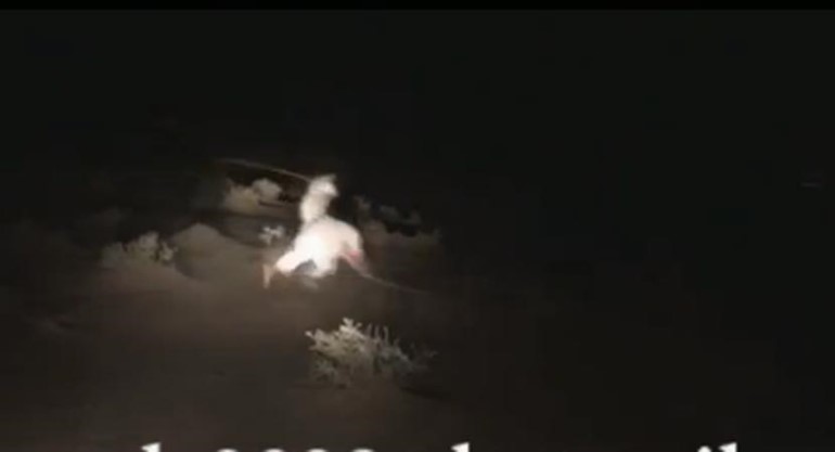 بالفيديو... رحلة "صيد الجرابيع" بواسطة سعف النخل في السعودية "جربعة تايم"
