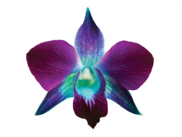 اكتشف قوة النباتات مع منتجات Botanics الجديدة المتوافرة لدى صيدليات بووتس