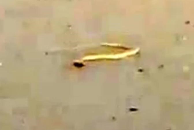 بالفيديو .. سعودي يرمي أفعى ببندقيته.. فتهجم عليه