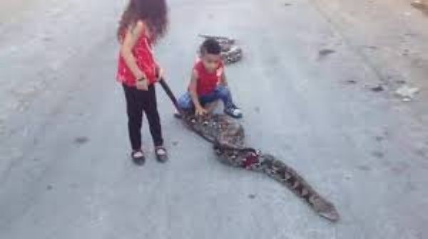 بالفيديو .. طفلة فلسطينية تتنزه مع أفعى ضخمة