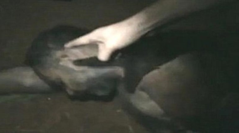بالفيديو.. بلجيكيون يشاركون فى قطع رأس رجل فى سوريا