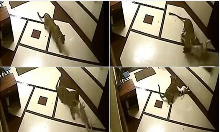 فيديو مرعب.. فهد هندي يقتل كلباً منزلياً