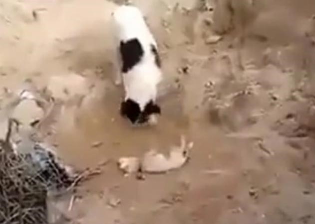 بالفيديو.. كلب يدفن جرواً بعدما اكتشف جثته