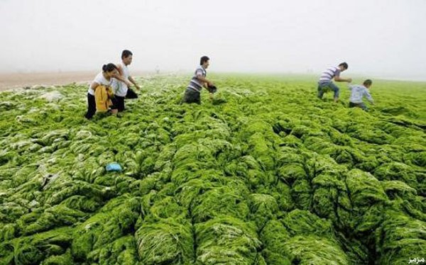 بالصور.. السباحة في بحر الطحالب بالصين