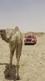 الناقة بعد انتشالها