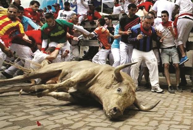 ثور يسقط اثناء مهرجان سان فيرمن السنوي لعدو الثيران بمدينة بامبلونا الاسبانية﻿