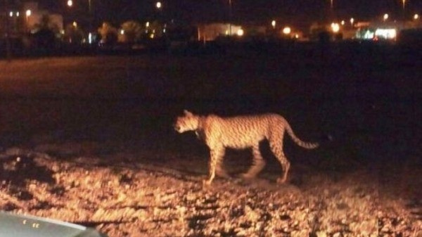 نمر طليق يسبب حالة استنفار في شوارع المدينة المنورة