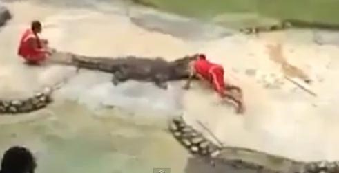 بالفيديو.. مدرب تماسيح ينجو بمعجزة بعدما قبض تمساح على رأسه