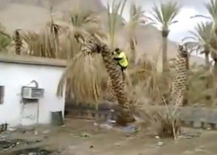بالفيديو.. مقطع طريف يعرض أغرب طريقة لإسقاط نخلة