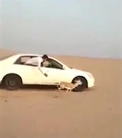 بالفيديو.. سعوديون يصطادون غزالاً بسيارة!
