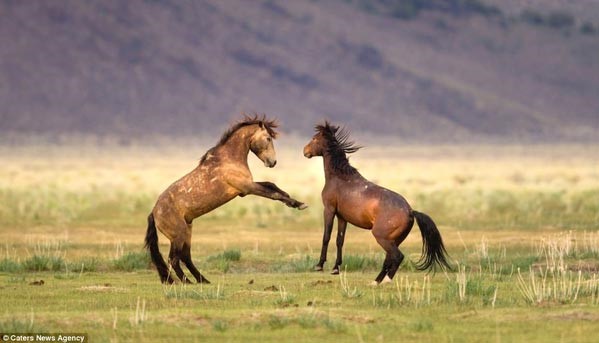 بالصور.. مباراة ملاكمة بين "الخيول الإيطالية"