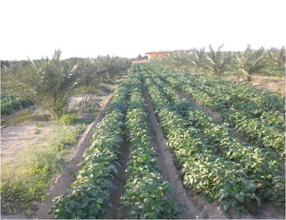 زراعة المحاصيل في مزارع العبدلي والوفرة معالجة رباعية﻿