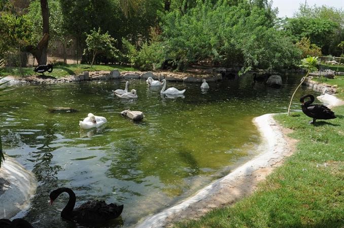 بحيرة البط والاوز﻿