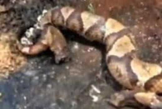 فيديو مرعب.. رأس حية مقطوع يقفز في الهواء ويعض ذيلها 