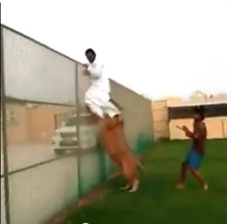 بالفيديو..هجوم أسد على ملحن سعودي..ورجل أعمال يهديه "رنج روفر"تعويضاً عن مزاحه معه
