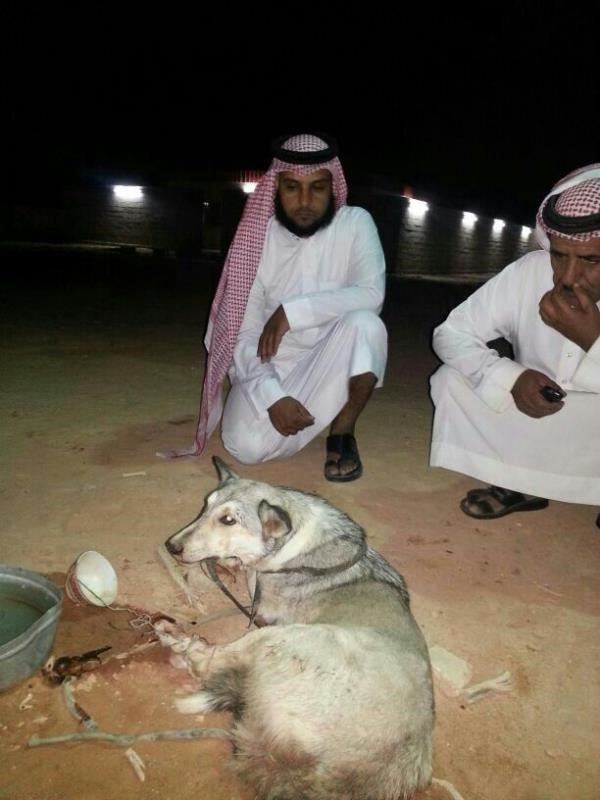 بالصور.. مواطن سعودي يقبض على ذئب تسلل إلى مزرعته