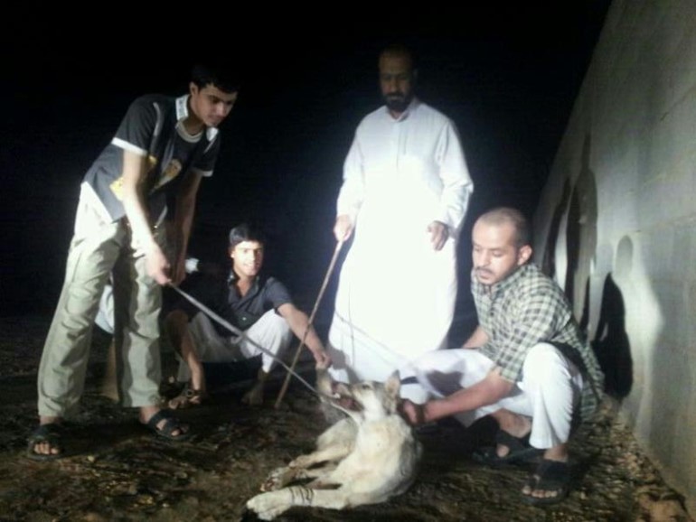 بالصور.. مواطن سعودي يقبض على ذئب تسلل إلى مزرعته