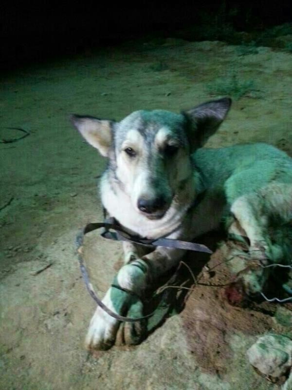 بالصور.. مواطن سعودي يقبض على ذئب تسلل إلى مزرعته