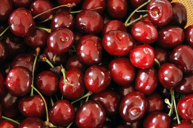 45 حبة كرز يومياً تبقي الطبيب.. بعيداً وتقي من ضغط الدم والسكري وأمراض القلب