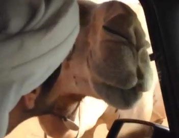 بالفيديو.. ولي عهد دبي الشيخ " فزاع " ينادي ناقته ويقبّلها 