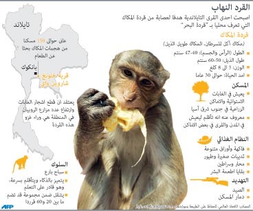 قردة المكاك تنهب بلدة تايلندية