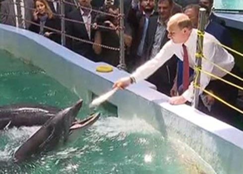 بالفيديو.. بوتين يطعم الدلافين ويهز زعانف فيل البحر
