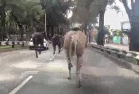 بالفيديو..هلع وإصابات بعد هروب 30 حصاناً تابعاً لشرطة المكسيك في الشارع العام