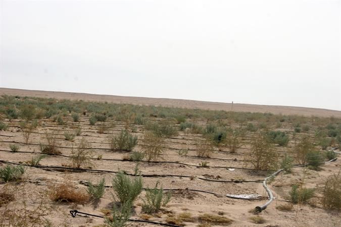 للنباتات الفطرية دور مهم في التحكم بالكثبان والرمال﻿